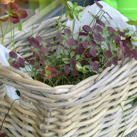 Annelies 379 Apartment *