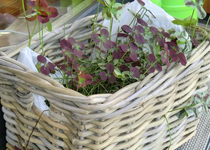 Annelies 379 דירה *